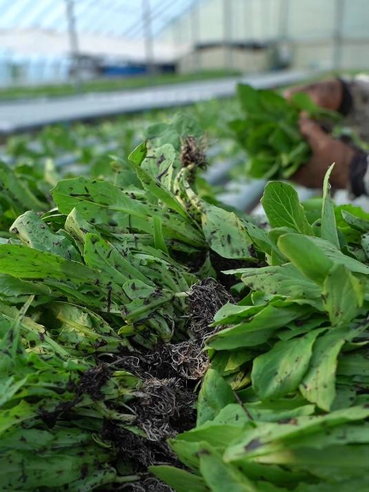 高温季节种植油麦菜，要注意这几点