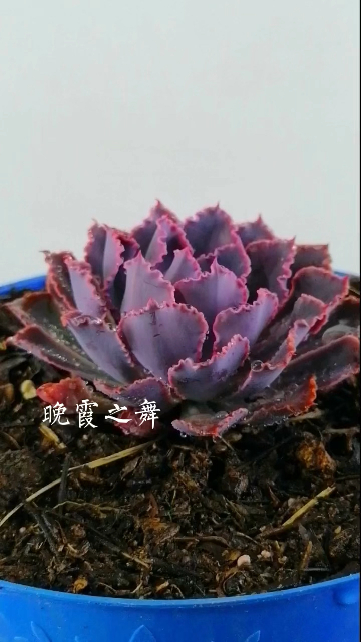 紫色多肉植物,晚霞之舞