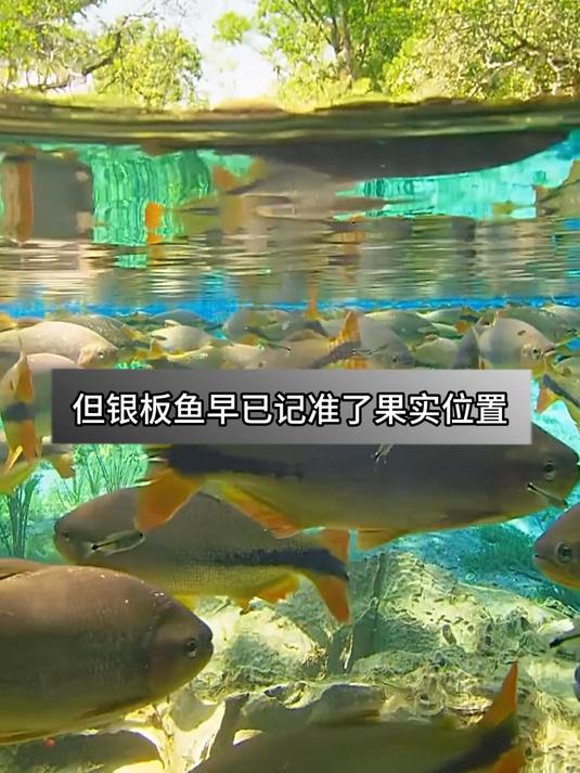 银板鱼的生存智慧:跟随猴子觅食的奇妙瞬间#动物世界##热带雨林秘境##自然奇观实拍#