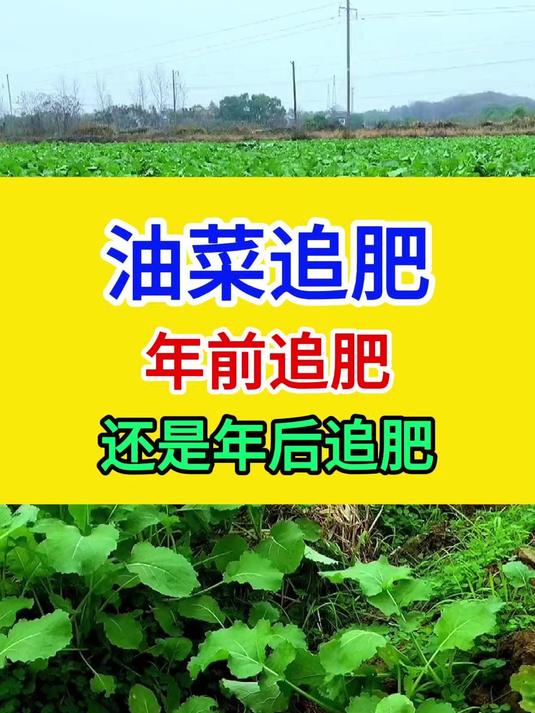 油菜追肥,年前追肥,还是年后追肥