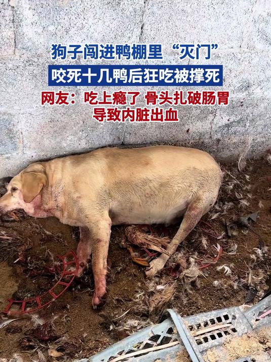 狗子闯进鸭棚里“灭门”咬死十几鸭后狂吃被撑死 网友:吃上瘾了 骨头扎破肠胃导致内脏出血