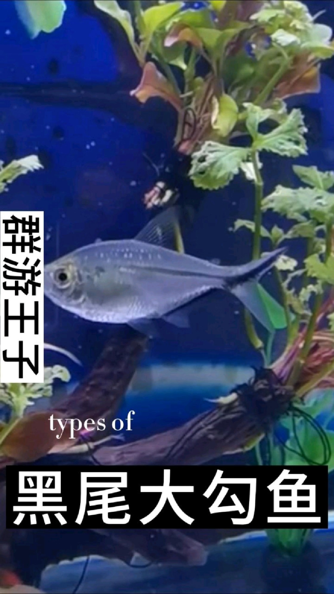 黑尾大勾是群游王子观赏鱼。小型热带的。大缸来说一般要80以上的缸混养这种黑鬼大勾