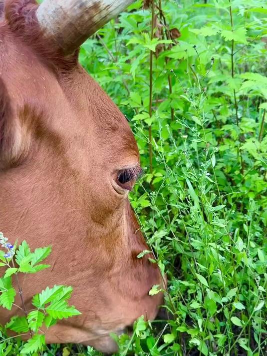 无色无味,特别嫩的时候掐来焯水后凉拌,煮火锅都好吃