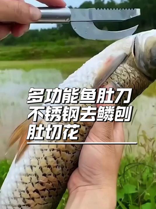 多功能鱼肚刀 省时省力方便实用