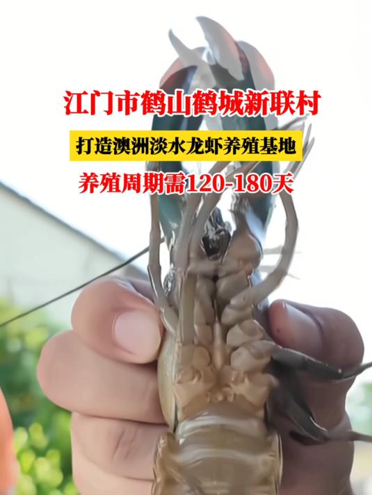 厉害!这个澳洲淡水龙虾养殖场,亩产达1000斤!市场供不应求!