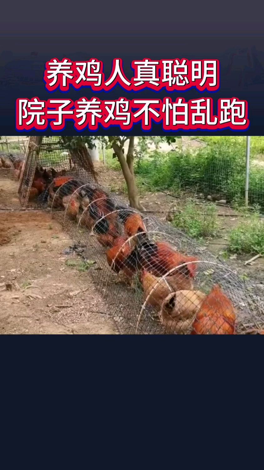 养鸡人真聪明,院子养鸡也不怕乱跑了