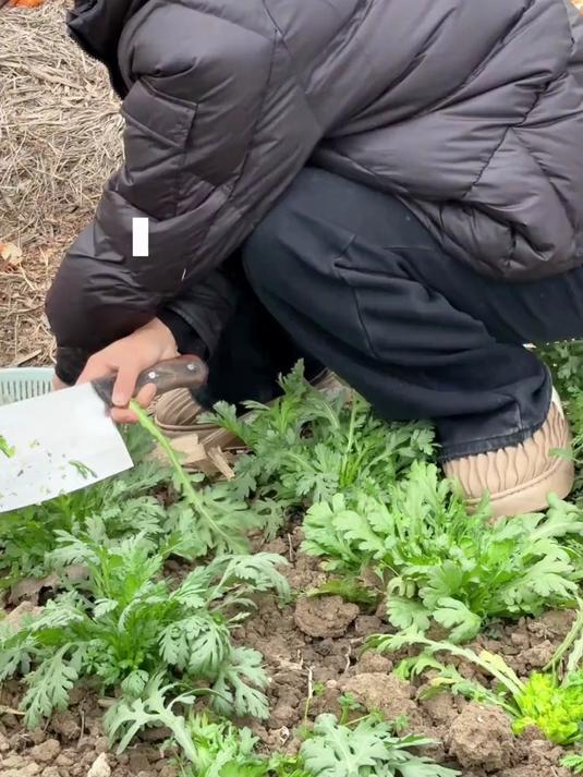 今天,挑战做家乡特色沔阳三蒸,平凡的幸福,就是给家人做顿饭