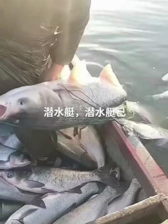 加重绳包坠不缠网三层渔网粘网捕鱼网丝网挂网