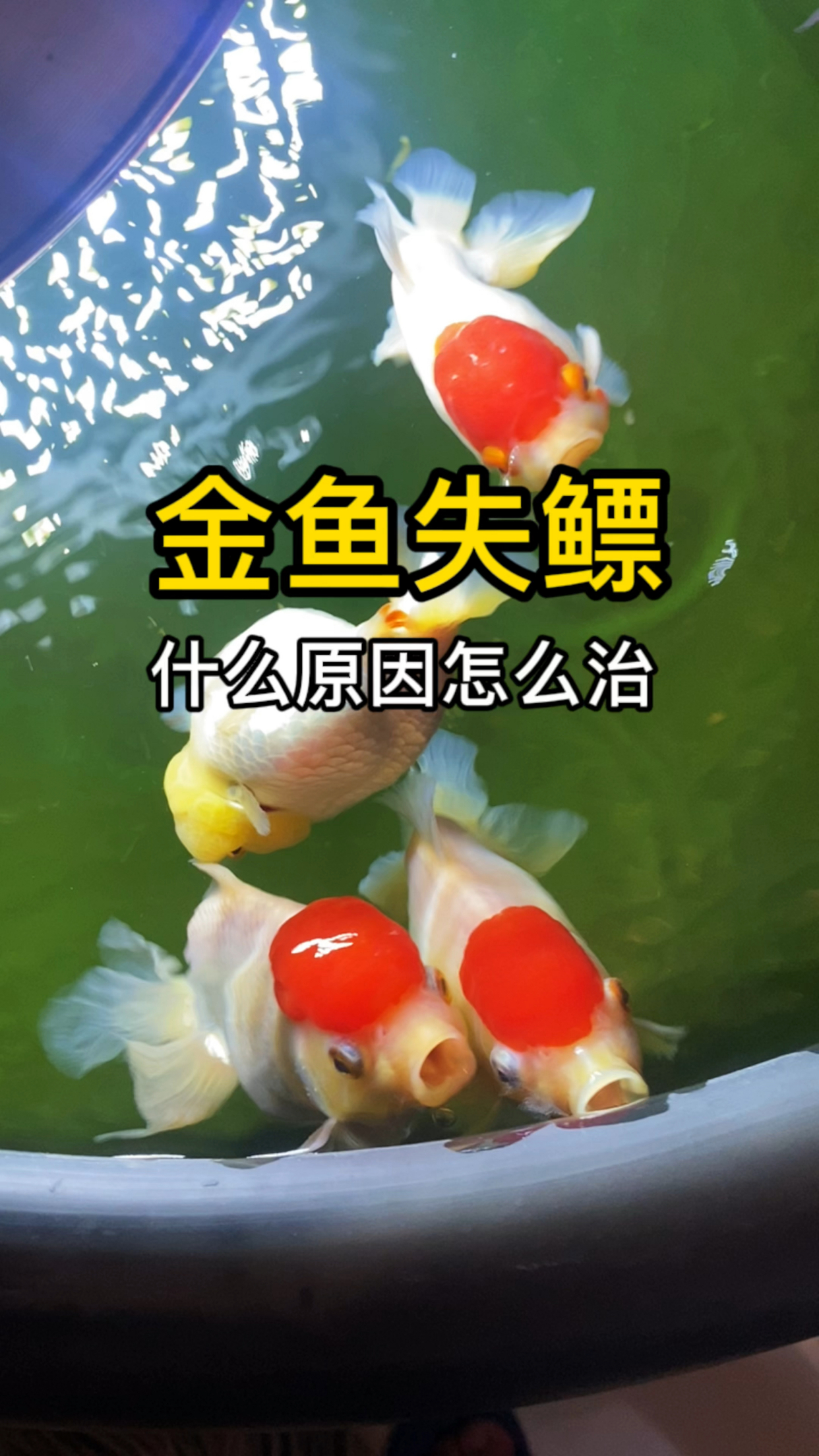 金鱼失鳔是什么原因?该怎么治?
