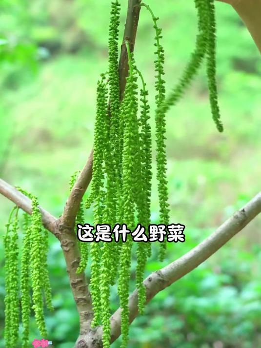 野菜大集合,你吃过几种?
