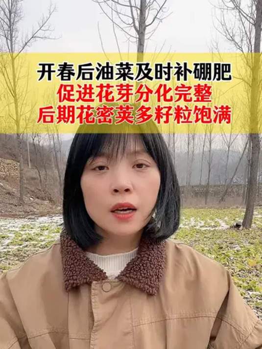 开春油菜补硼肥 花芽分化好 花密荚多产量高