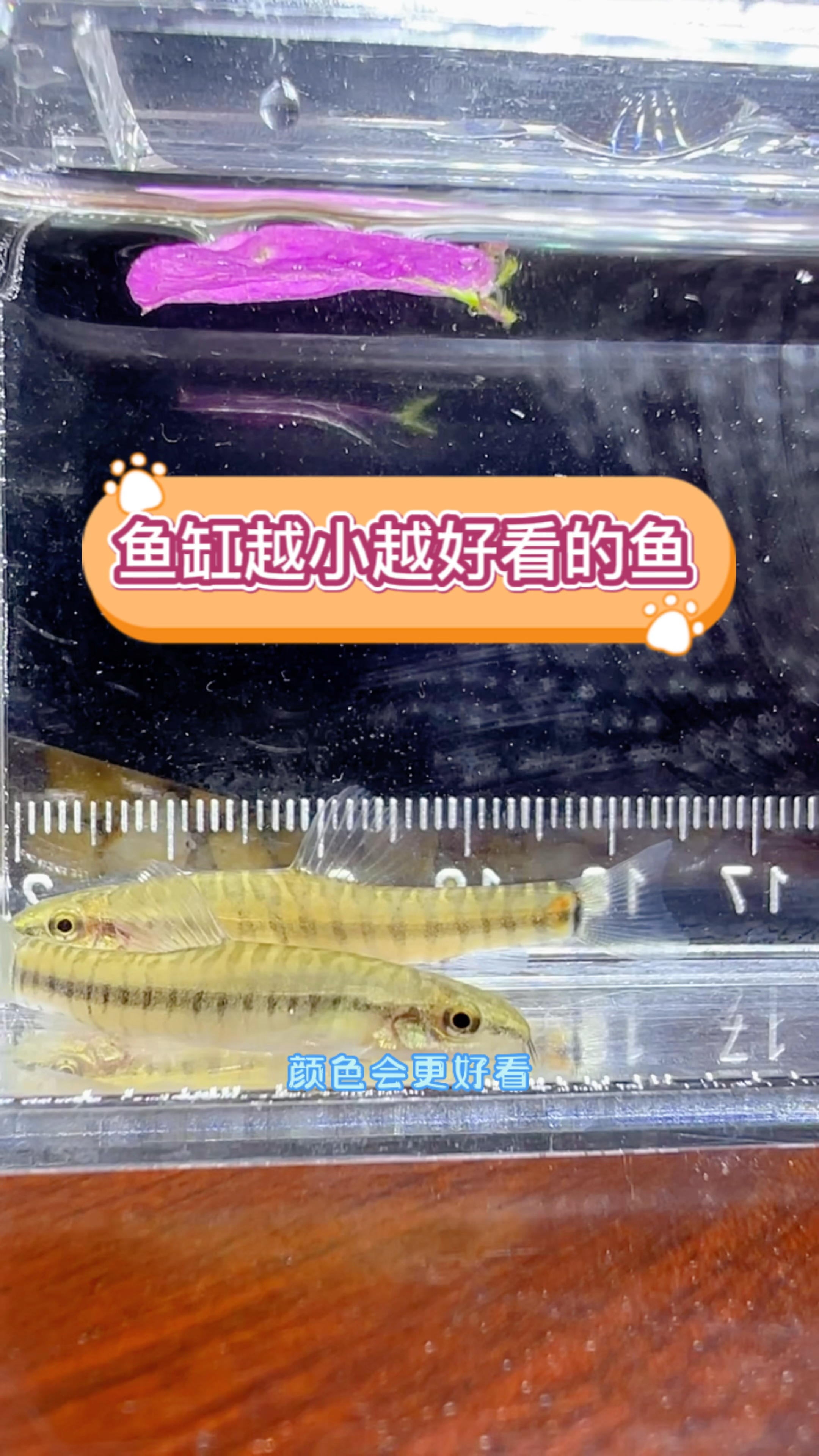 你的鱼缸养有这种鱼吗?越小越好看哦!