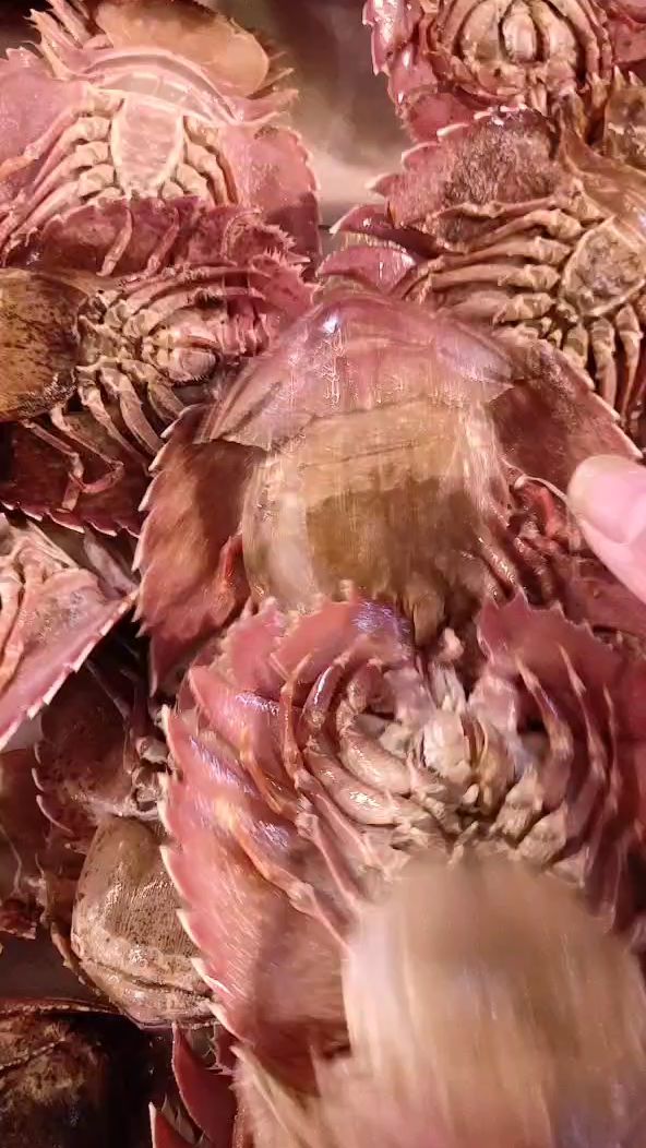 活的琵琶虾,一斤3-5只