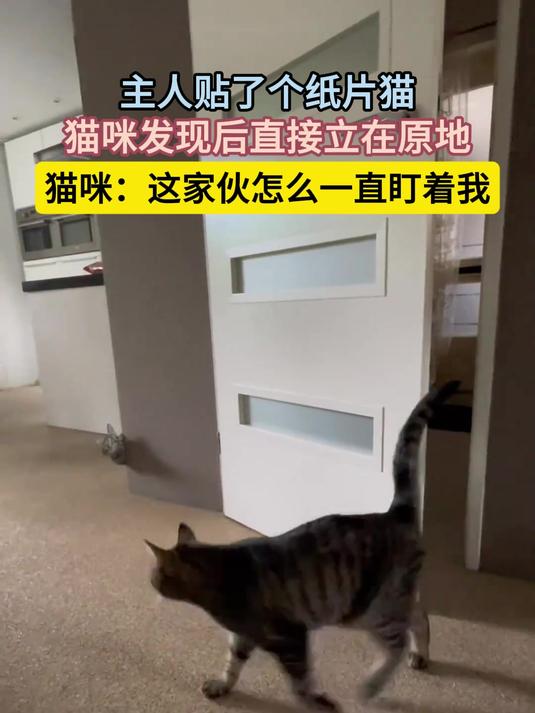 主人贴了个纸片猫,猫咪发现后直接立在原地