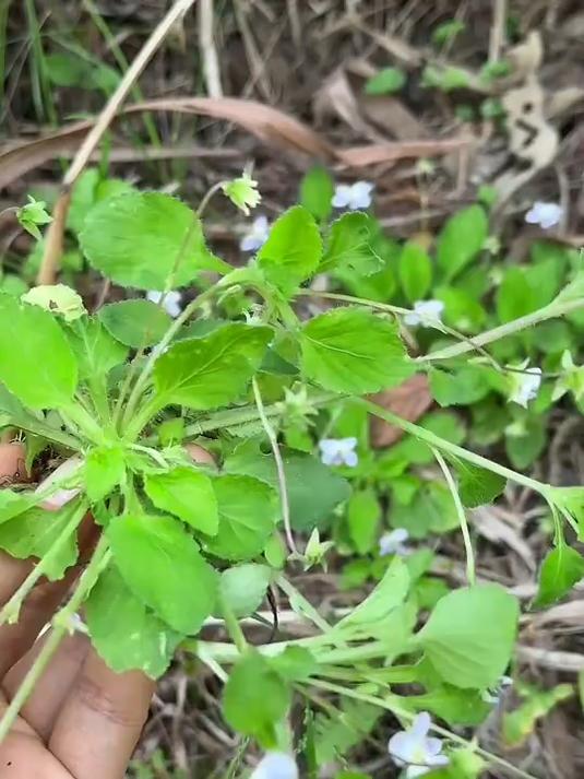 农村路旁的七星莲又叫野白菜,黄瓜菜,有经验的老人常常把它挖回家#植物科普#