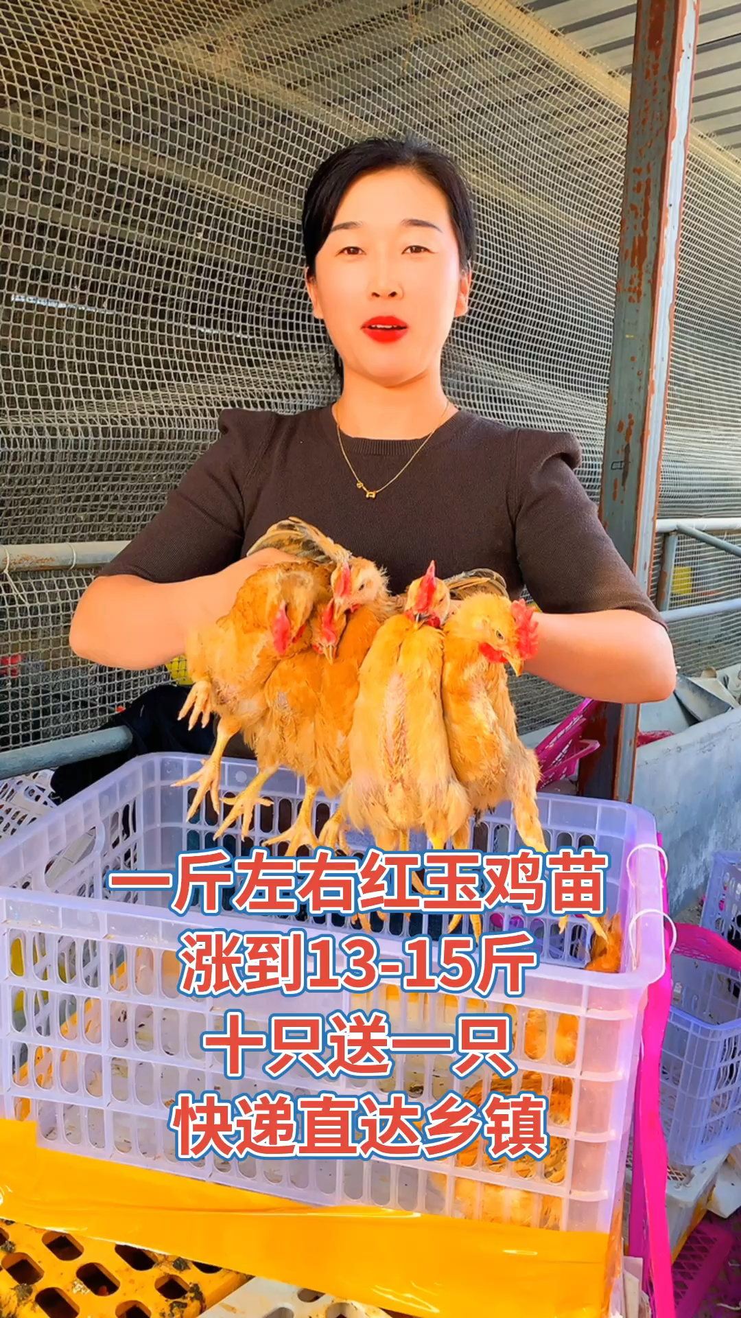 红玉380大公鸡