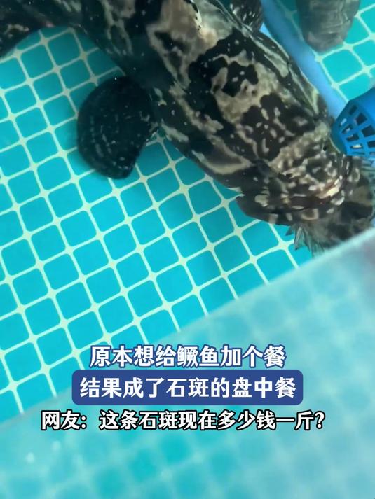 原本想给鳜鱼加个餐,结果成了石斑的盘中餐
