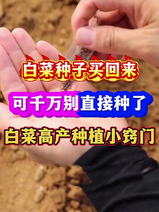 白菜种子买回来千万别直接种白菜高产种植小技巧