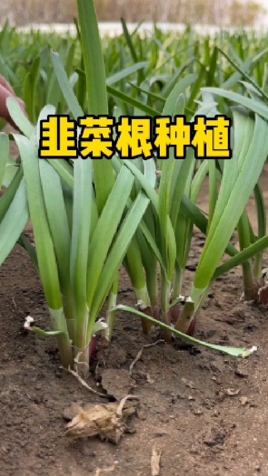 用韭菜根种韭菜