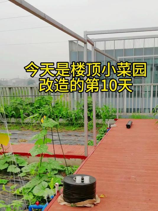 楼顶菜园改造过程分享,家里有菜园的看过来