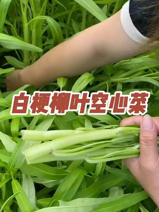种一茬收十茬，白梗柳叶空心菜撒籽就活，越摘越长