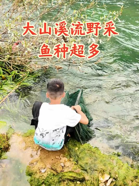 在这种环境优美的古桥下,今天又解锁新鱼种,颜色真好看!