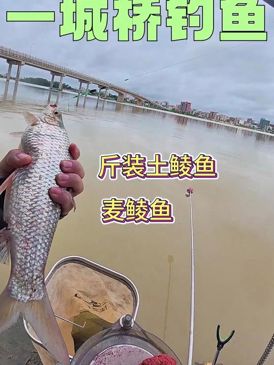 钓土鲮麦鲮鱼换鸡屁gu给狗吃 遇到大货了