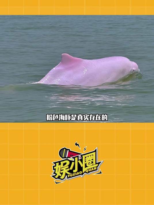 看见的人都会幸运~ 粉色海豚