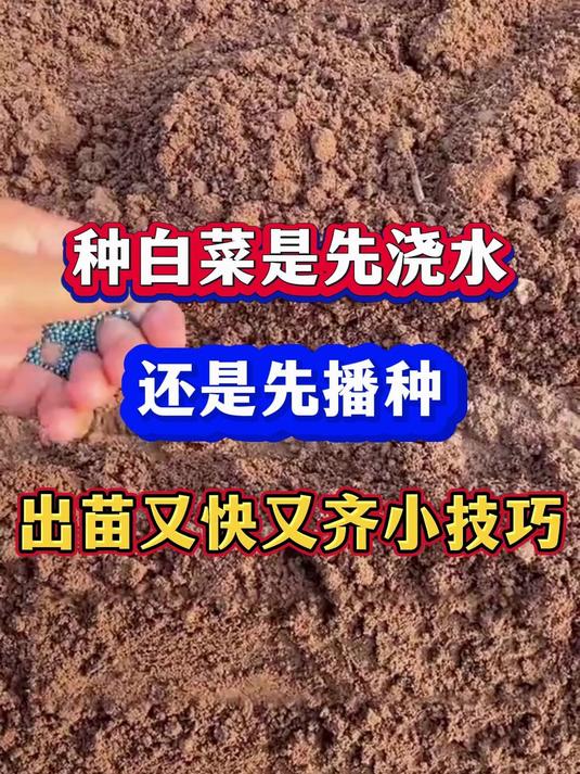 种白菜先浇水还是先播种白菜出苗又快又齐小技巧