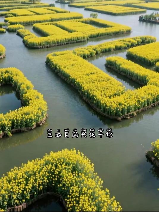 泰州兴化千垛油菜花｜2026春日赏花全攻略#花满春城我代言#