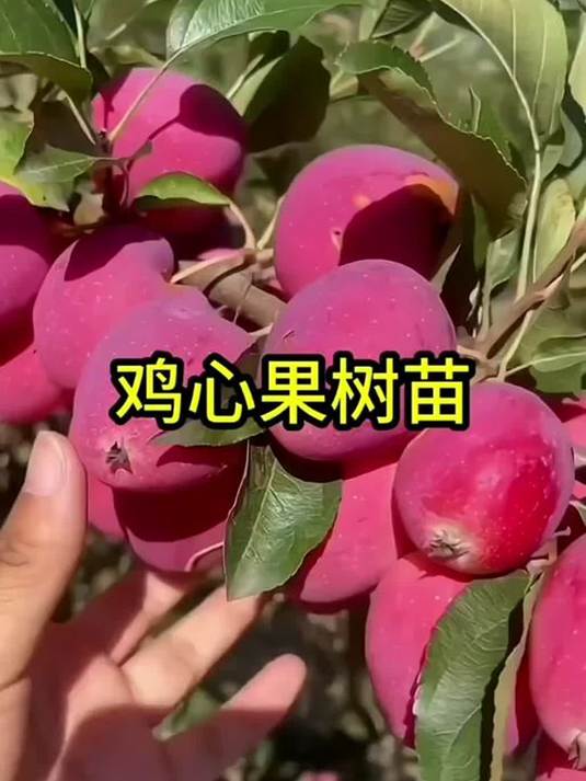 南方北方都能种 东北耐寒鸡心果苗 矮化盆栽地栽