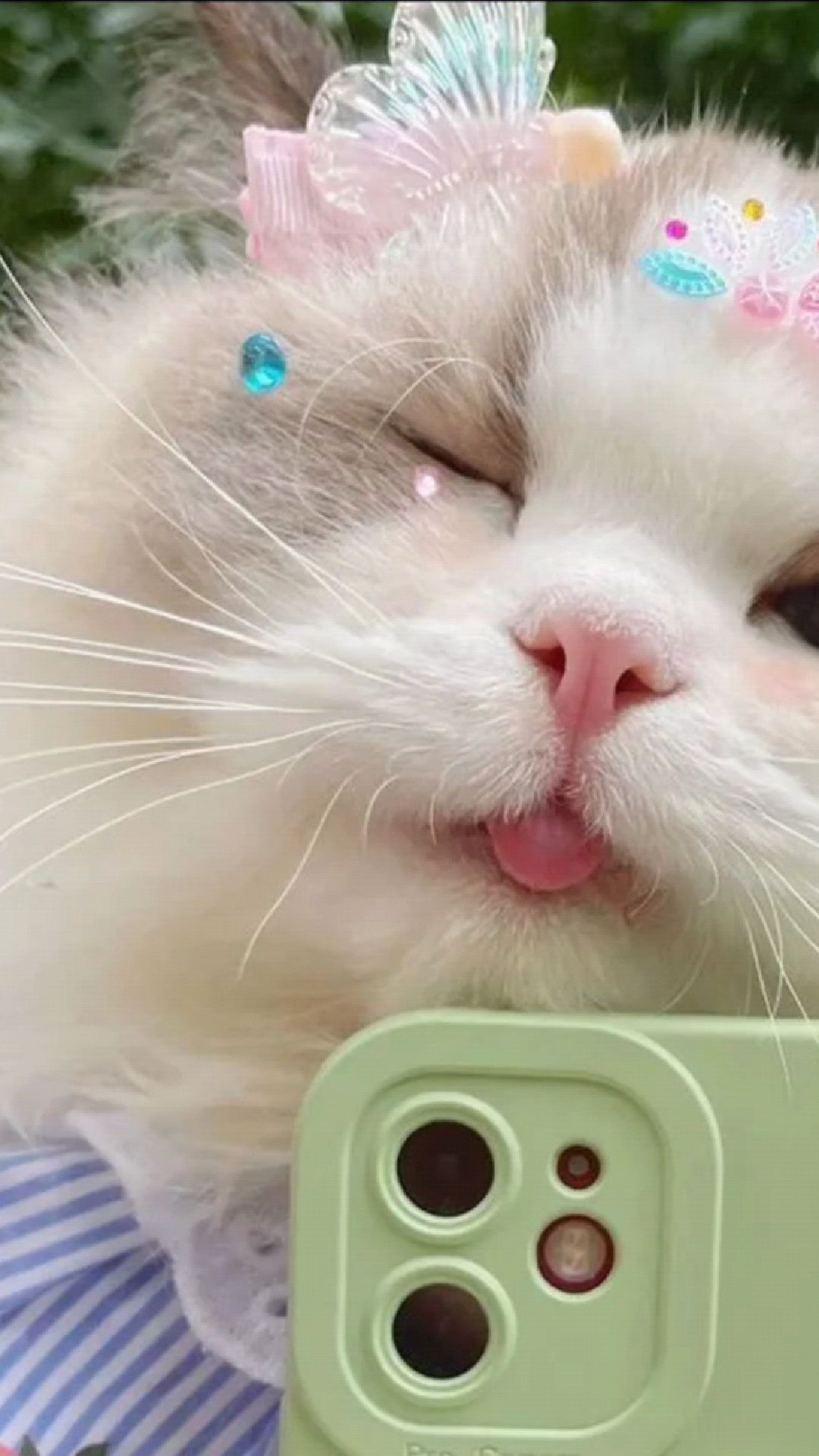 可爱猫咪图片