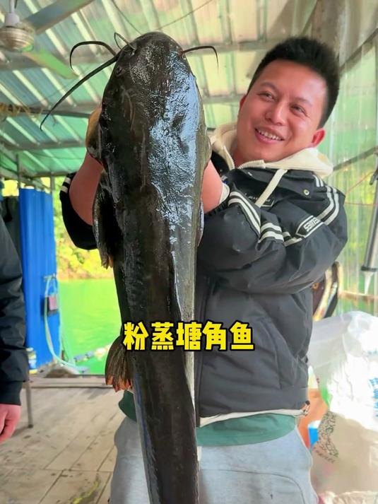亲戚,今天去表叔家用二十几斤的塘角鱼做粉蒸塘角鱼吃