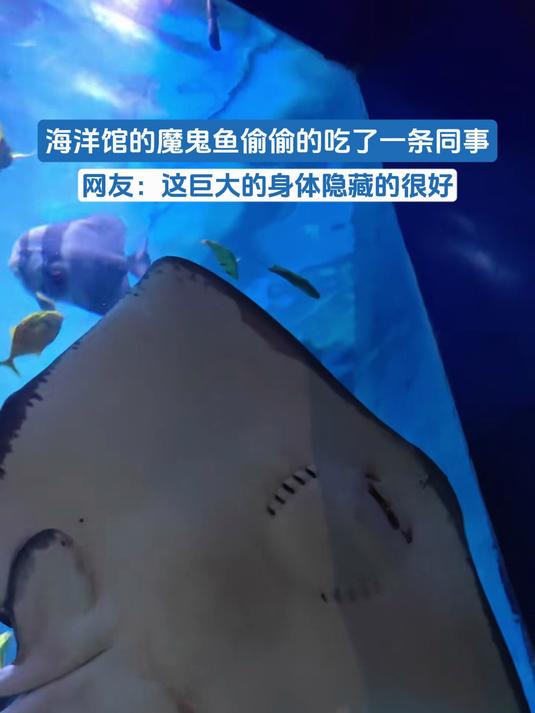 海洋馆的魔鬼鱼偷偷的吃了一条同事