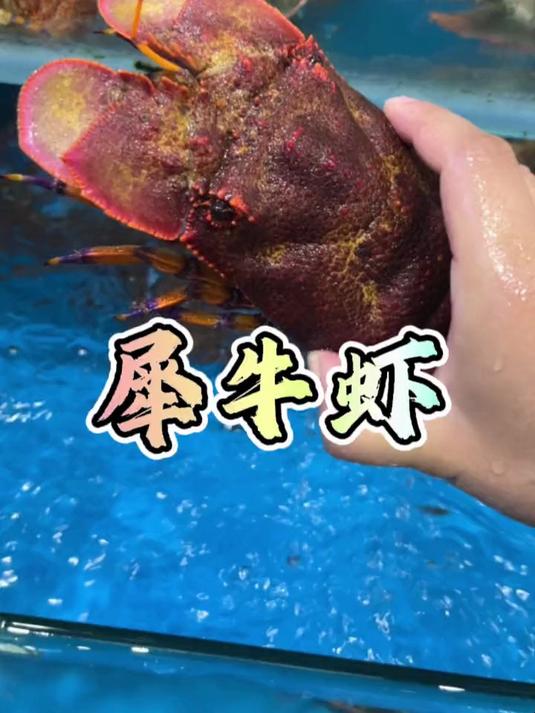 非常稀少的高端食材～犀牛虾