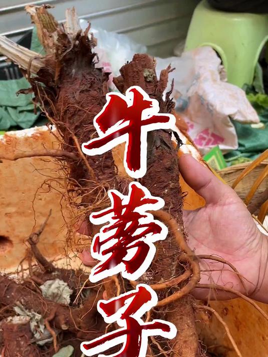 牛蒡子，少见，好处多多，煲骨头汤回甘好喝