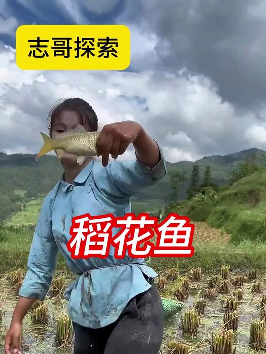 稻田养鱼：一田双收的生态农业技巧