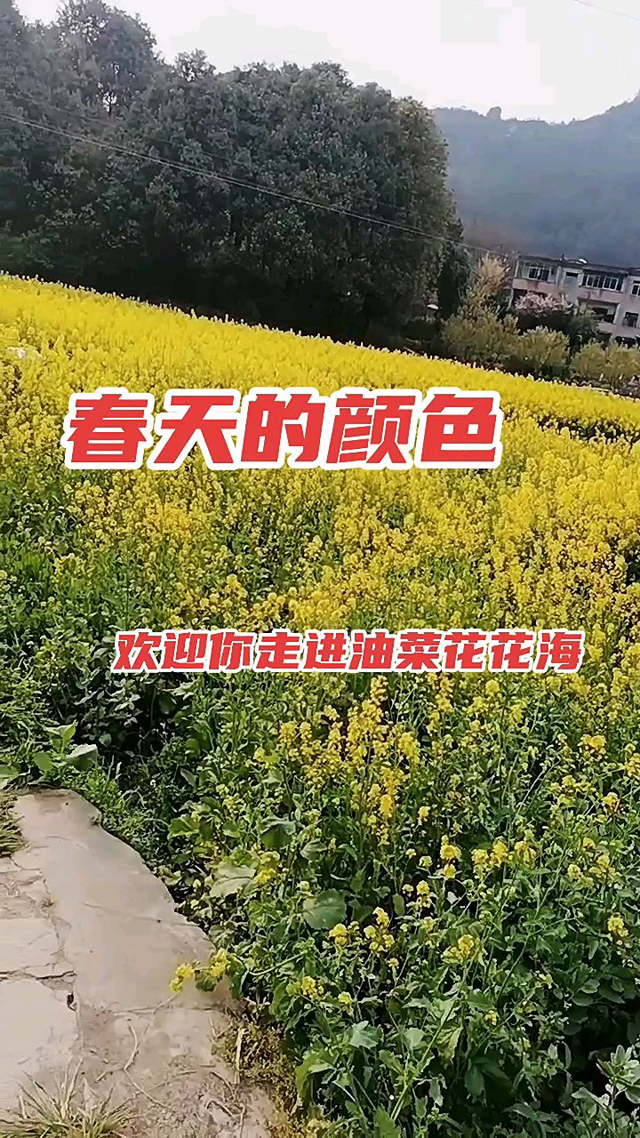 春天的颜色,油菜花开,一起去看看美丽的油菜花