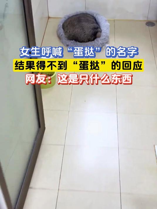 女生呼喊“蛋挞”的名字,结果得不到“蛋挞”的回应