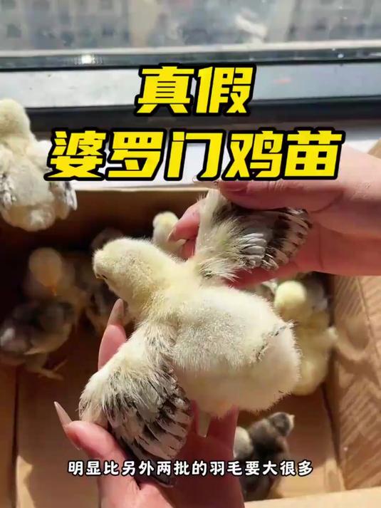 真假婆罗门鸡，婆罗门真是越玩越迷糊越玩越分不清真假了