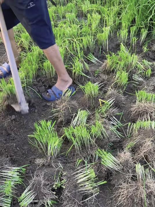盆栽韭菜天花板,红根品种叶宽茎粗,包饺子不出水!