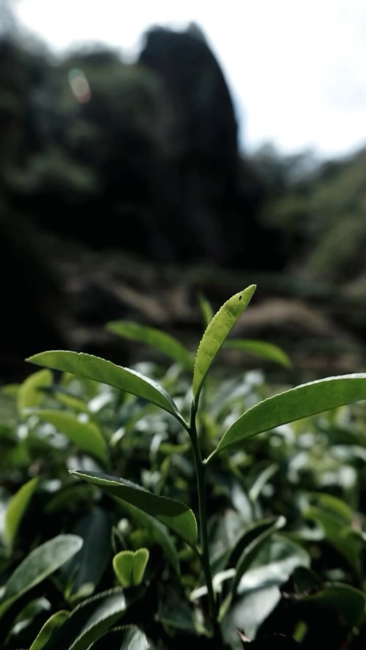 武夷山竹窠肉桂