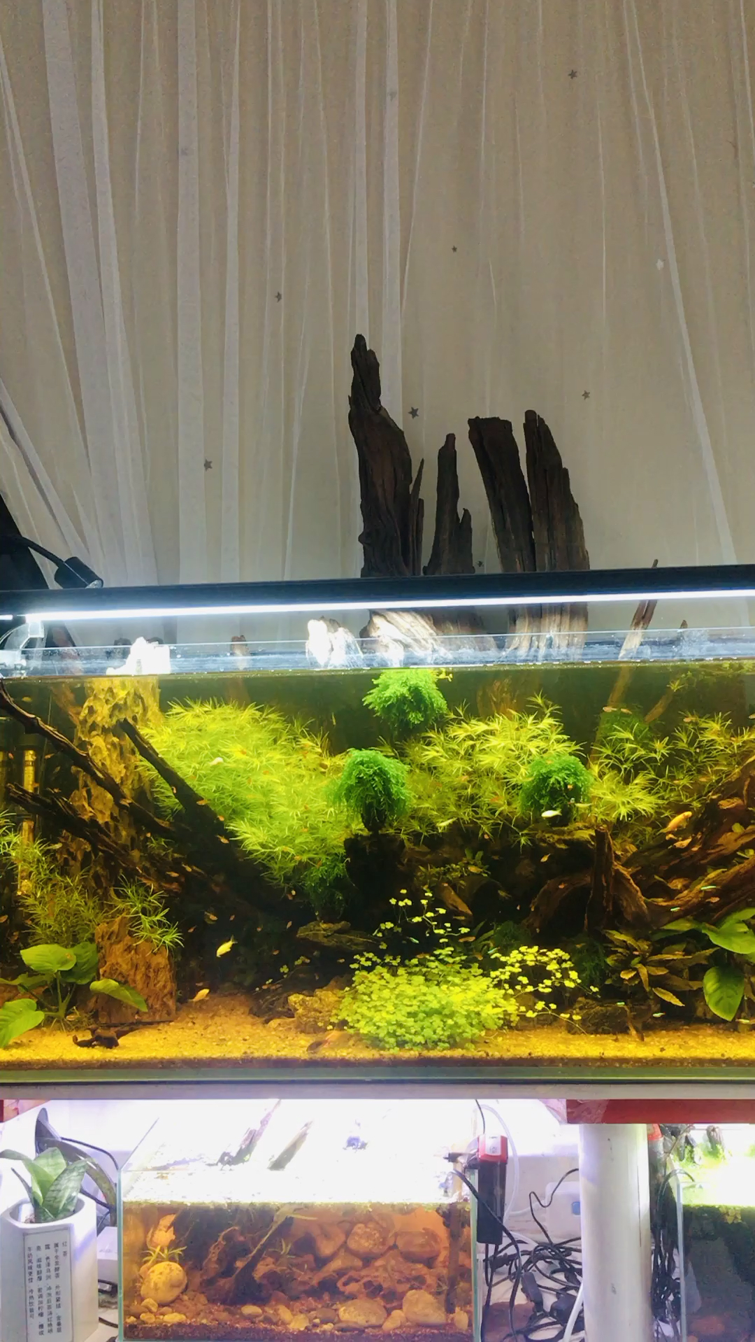 水草缸鱼缸网隔板的作用和使用情况,和大家分享一下