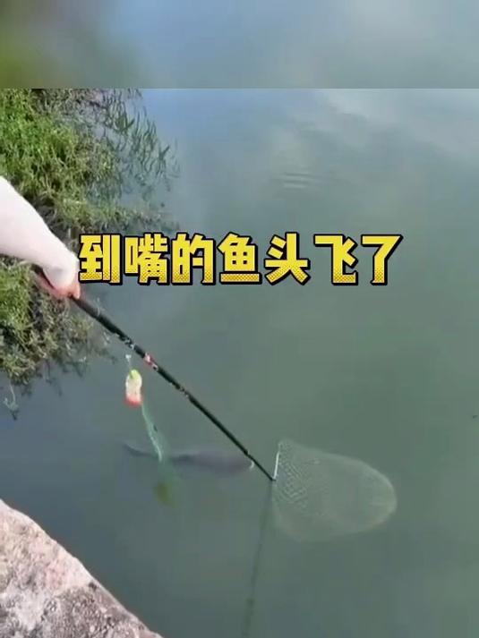 这么大的鱼 做个剁椒鱼头得老香了