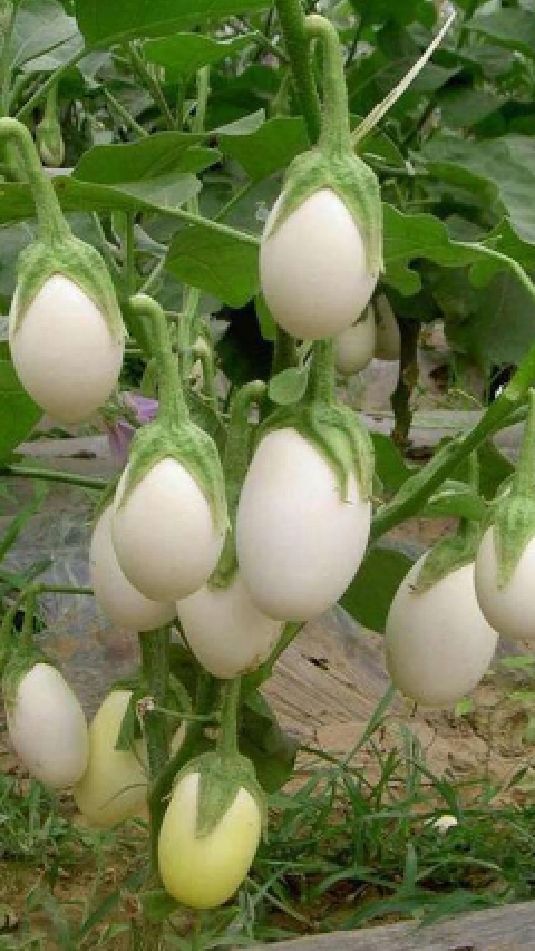像鸡蛋一样的茄子你见过吗,它就是白蛋茄,喜欢的朋友可以种些