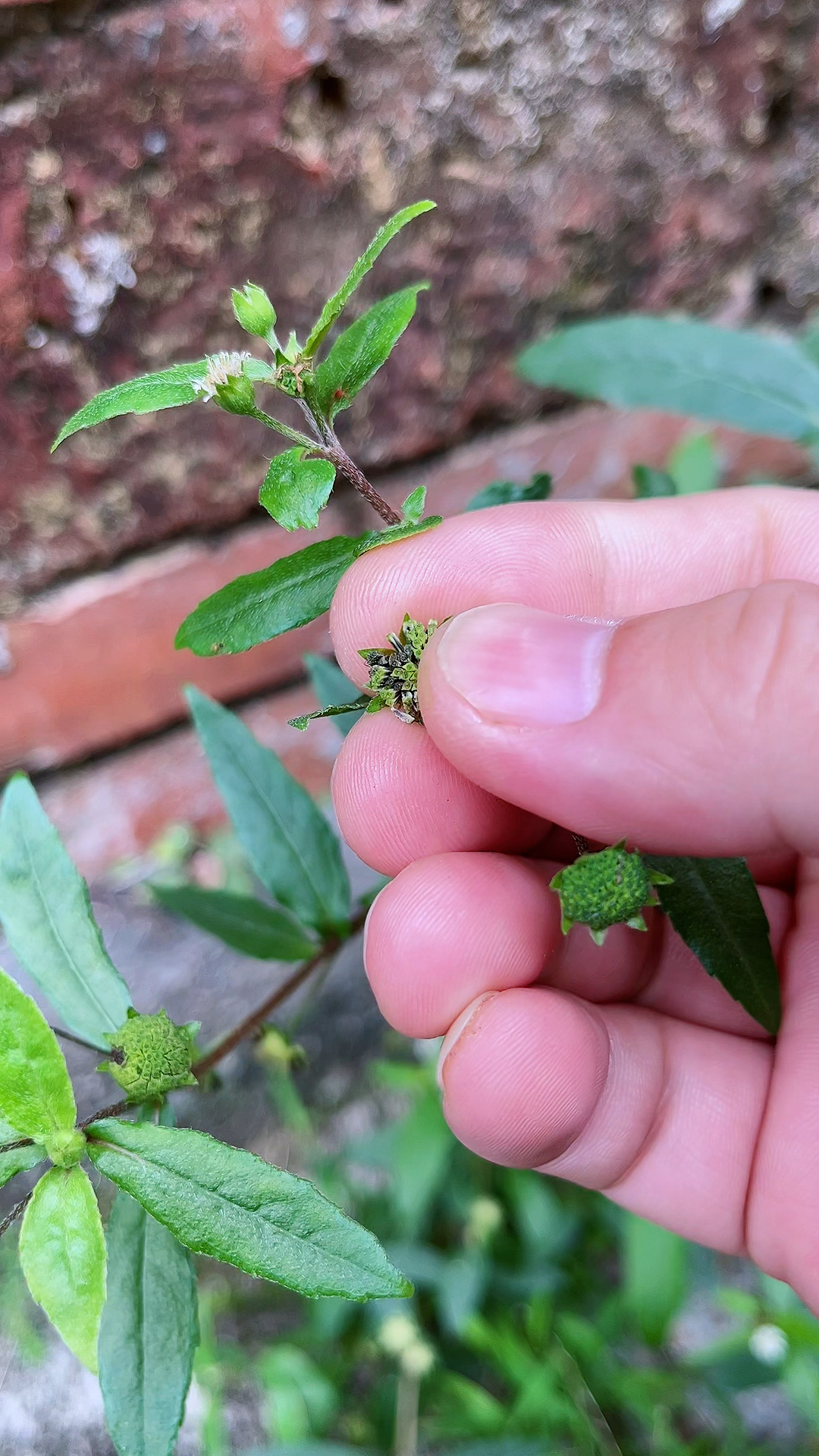 墨旱莲又名墨菜,懂的人当宝不懂的当杂草。植物