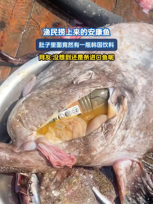 渔民捞上来的安康鱼肚子里面竟然有一瓶韩国饮料。网友:没想到还是条进口鱼呢