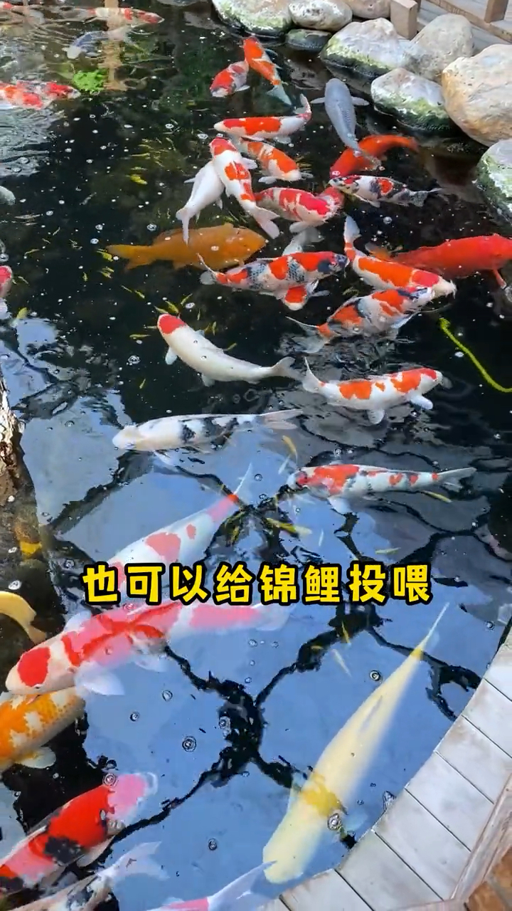 为什么你的鱼长不大呢?