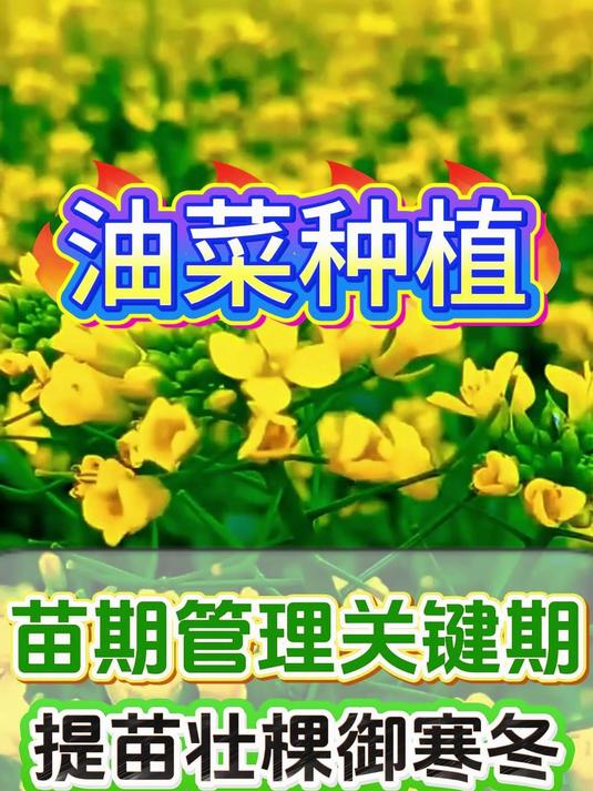 油菜御寒又高产，苗期管理很关键！