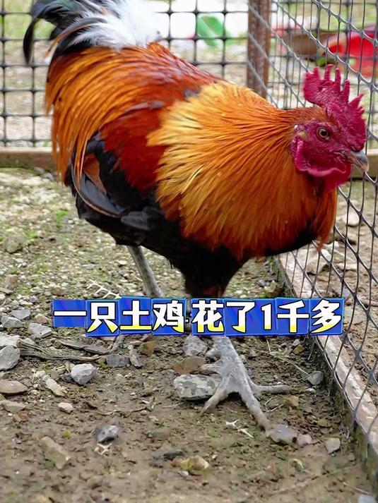 一只土鸡花了我1千多块钱,玩五彩的兄弟帮我看看